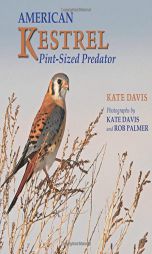 American Kestrel: Pint-sized Predator by Kate Davis Paperback Book